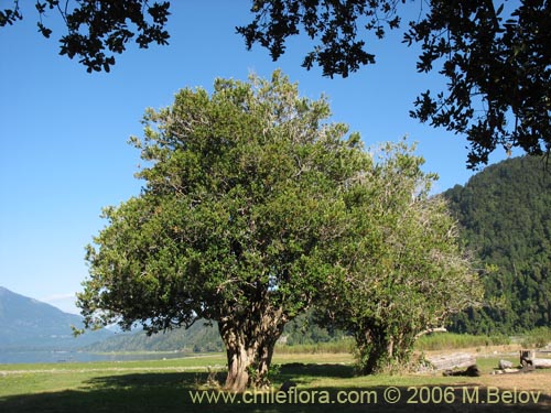 Image of Myrceugenia exsucca (Pitrilla / Pitra / Patagua). Click to enlarge parts of image.